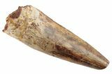 Serrated, Fossil Phytosaur Tooth - New Mexico #192571-1